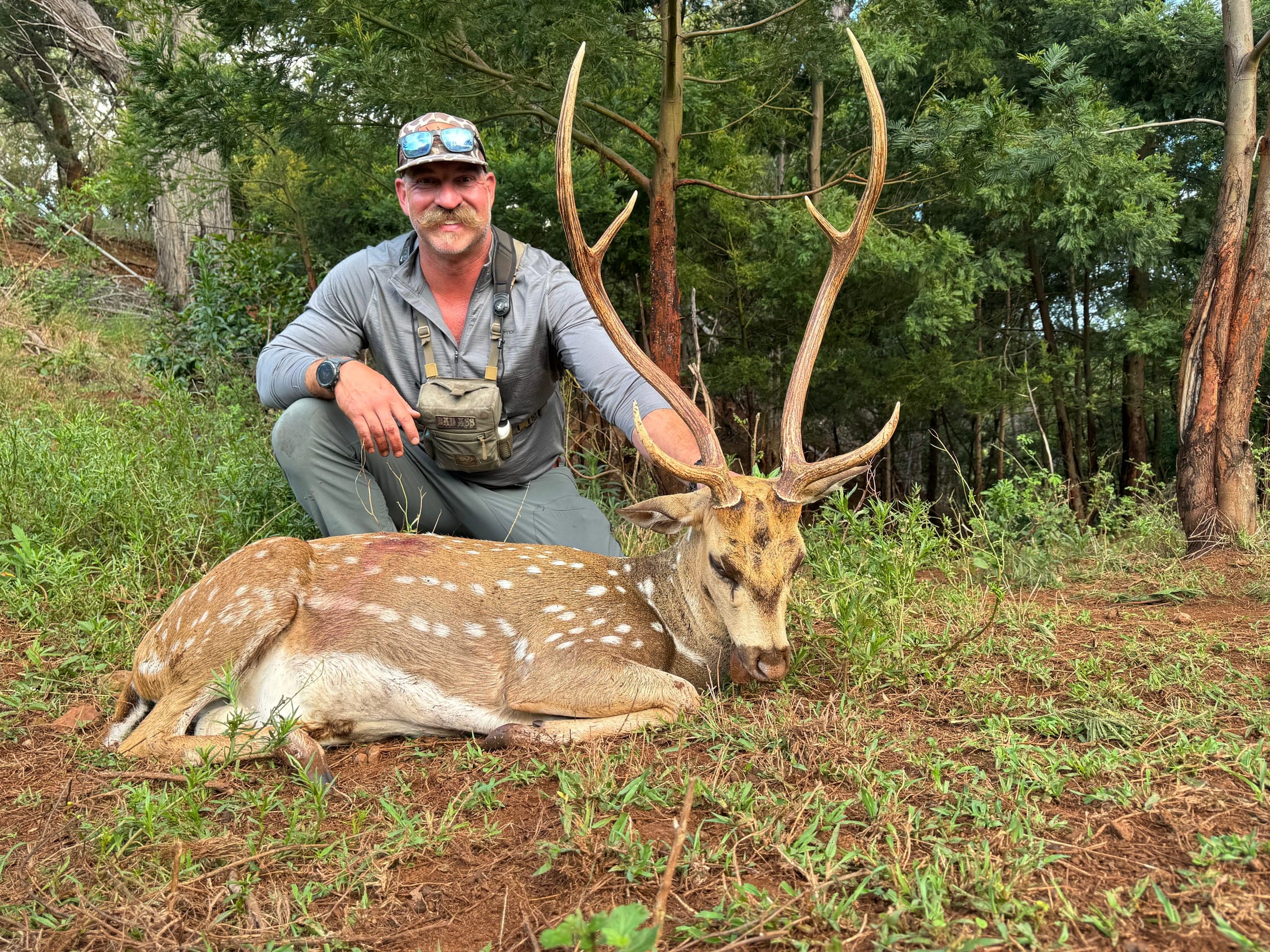 A hunter kneels behind a heavy-antlered axis buck in a stand of tall island timber