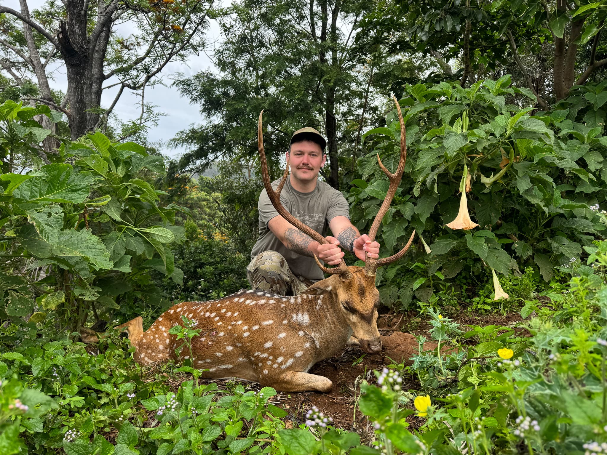 A hunter kneels behind a harvested axis deer buck amid lush green brush and flowers in upcountry Maui