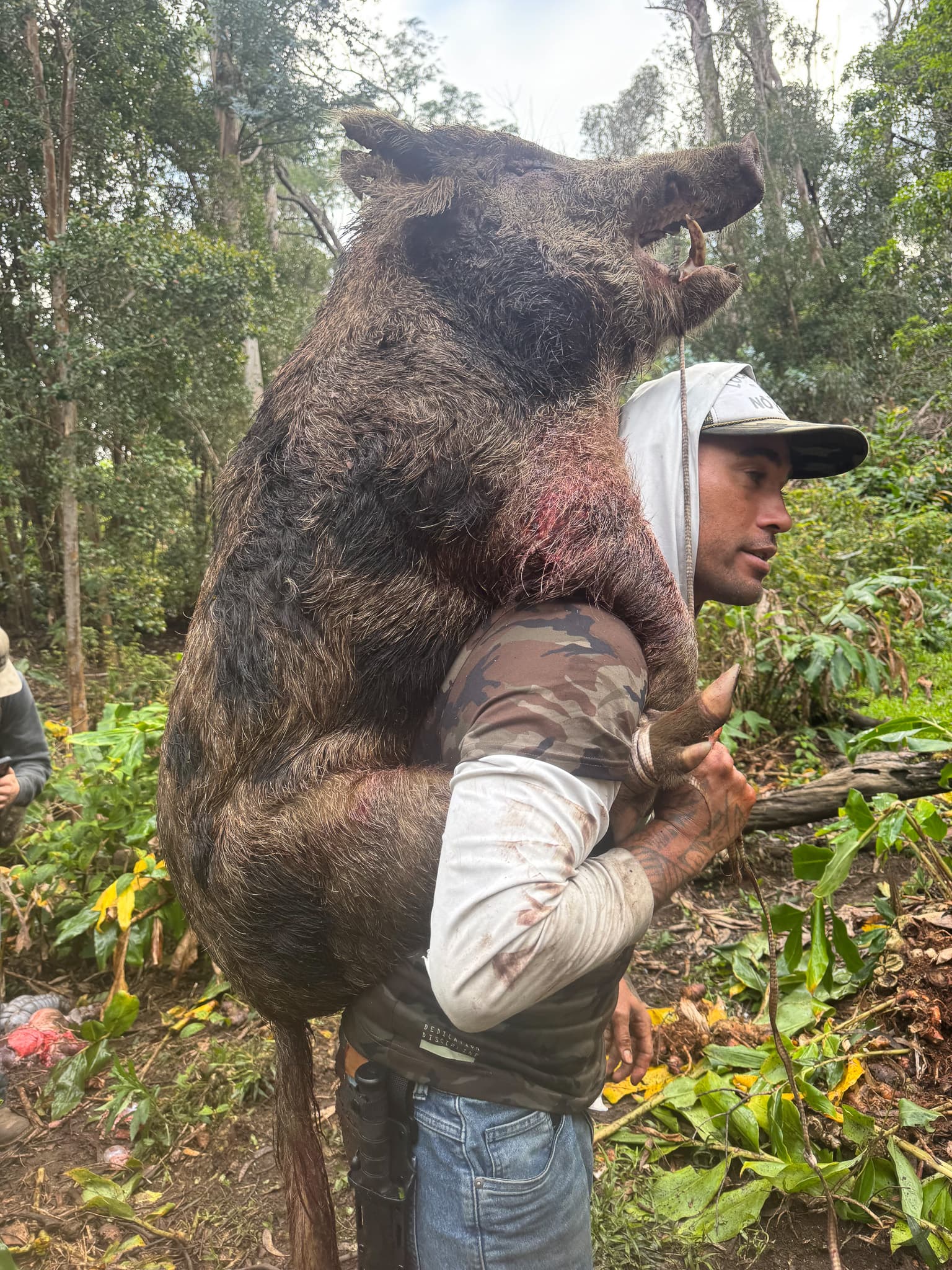 A hunter carries a large feral pig over his shoulder while packing out through green island forest